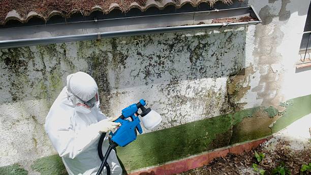 Trusted Mold Removal service in Halifax, NC - Cheap Mold Removal